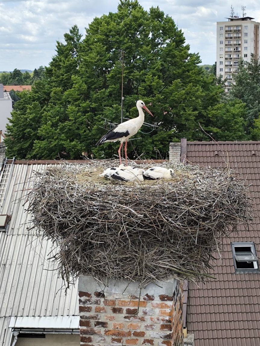 Pozorování čápů