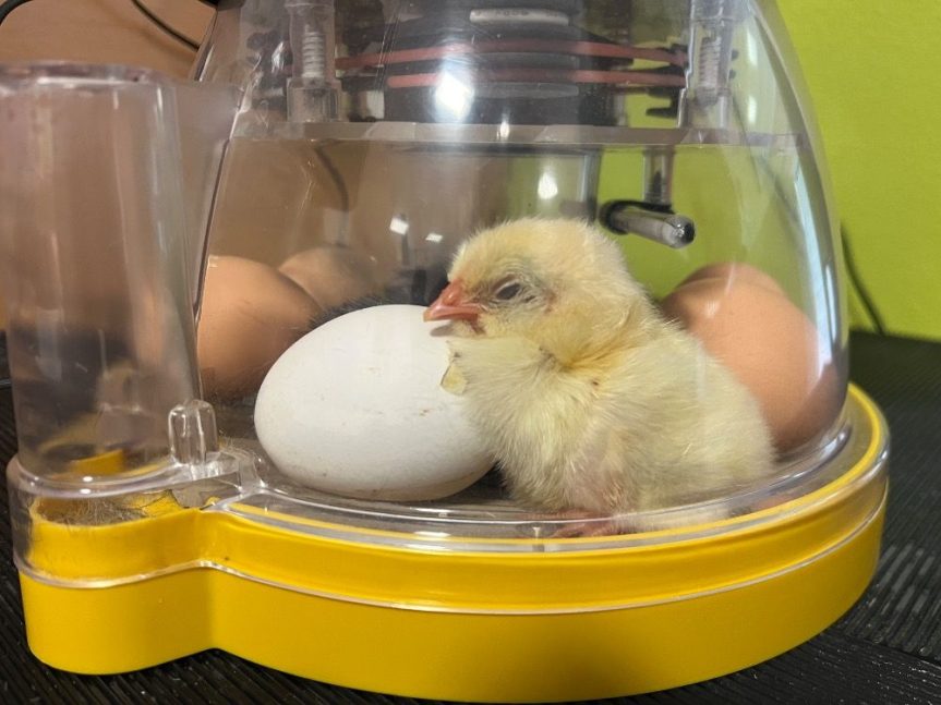 Projekt – Líhnutí kuřat
